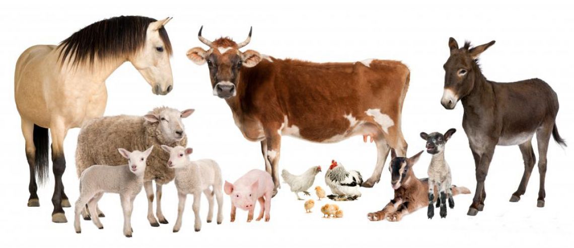 СХ животные. Домашние сельскохозяйственные животные. Корова овца лошадь. Сельскохозяйственные животные вместе.